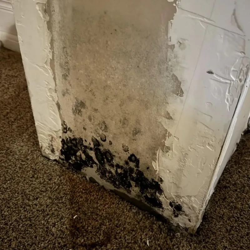 Professional Mold Removal in Woodville, TX